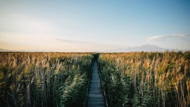 A serene aerial view of wheat fields and a pathway during sunset in Yeşilhisar, Türkiye.