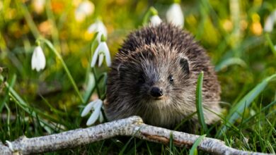 Cute hedgehog exploring a vibrant spring meadow with snowdrop flowers.