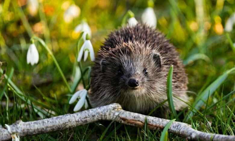 Cute hedgehog exploring a vibrant spring meadow with snowdrop flowers.