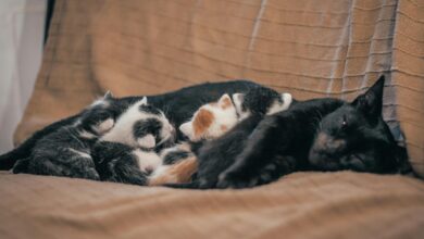 Adorable kittens snuggling with black cat while sleeping on a cozy brown couch indoors.