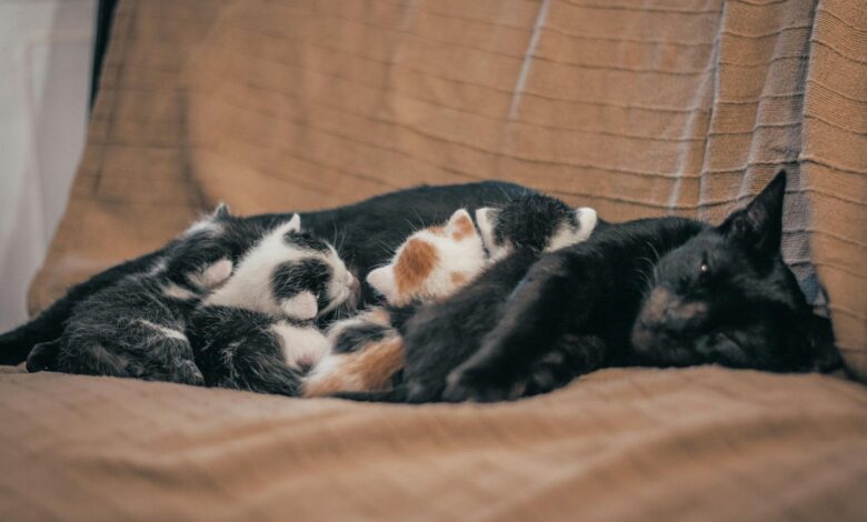 Adorable kittens snuggling with black cat while sleeping on a cozy brown couch indoors.