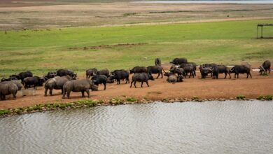 A peaceful scene of buffaloes gathered by a lakeside in a vast grassland.