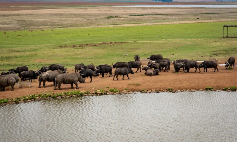 A peaceful scene of buffaloes gathered by a lakeside in a vast grassland.