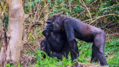 Two adult gorillas in a lush forest setting, showcasing social interaction and natural behavior.