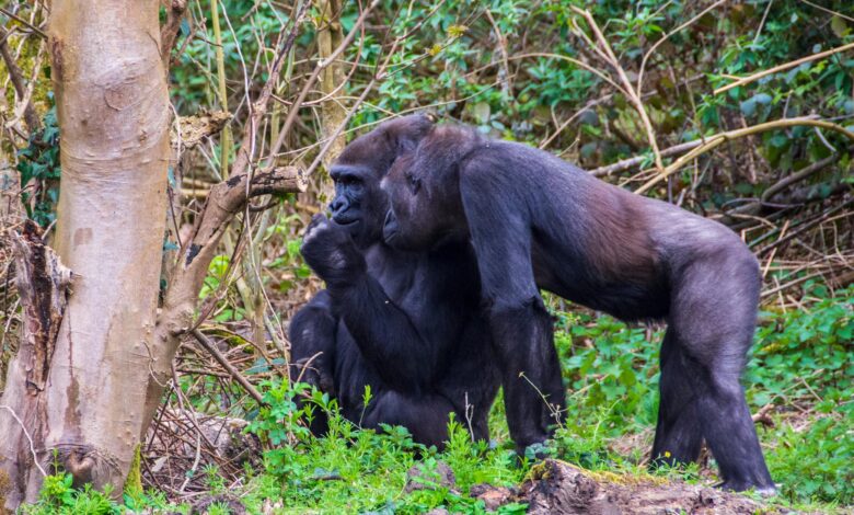 Two adult gorillas in a lush forest setting, showcasing social interaction and natural behavior.