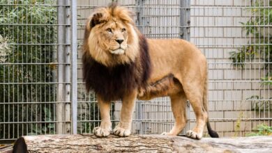 A powerful lion standing on a log within a zoo enclosure, showcasing nature's royalty.