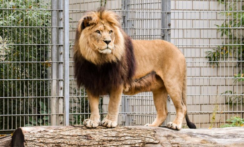 A powerful lion standing on a log within a zoo enclosure, showcasing nature's royalty.