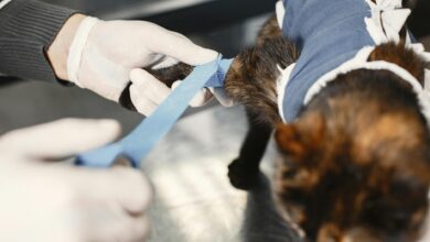 A veterinarian skillfully bandages a cat's paw post-surgery in a clinic setting.