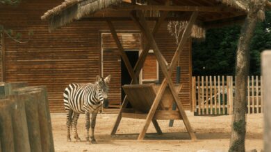 A zebra standing near a hay rack in a zoo, exhibiting wildlife in a controlled environment.