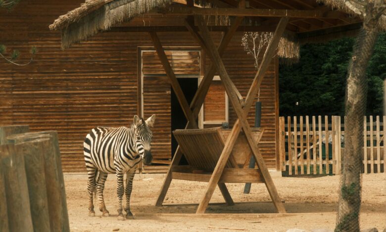 A zebra standing near a hay rack in a zoo, exhibiting wildlife in a controlled environment.