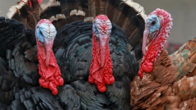 A lively group of turkeys showing colorful feathers and unique wattles in an outdoor setting.
