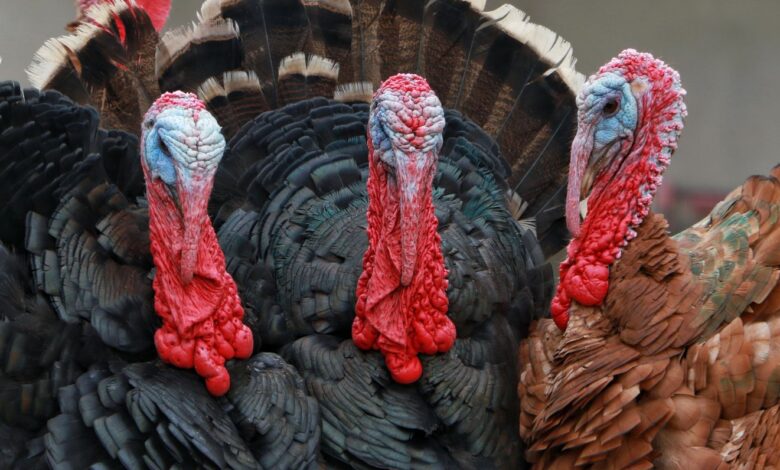 A lively group of turkeys showing colorful feathers and unique wattles in an outdoor setting.
