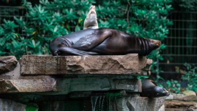 A group of sea lions basking on rocky outcrop surrounded by greenery. Wildlife in the wild.