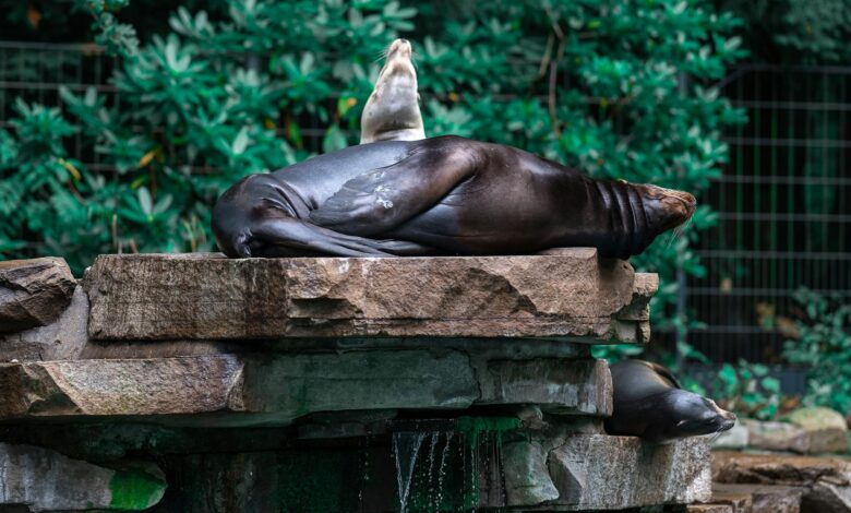 A group of sea lions basking on rocky outcrop surrounded by greenery. Wildlife in the wild.