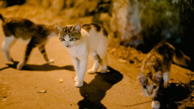 Adorable dappled cats walking and casting shadow on sidewalk near concrete block on street at night time on blurred background