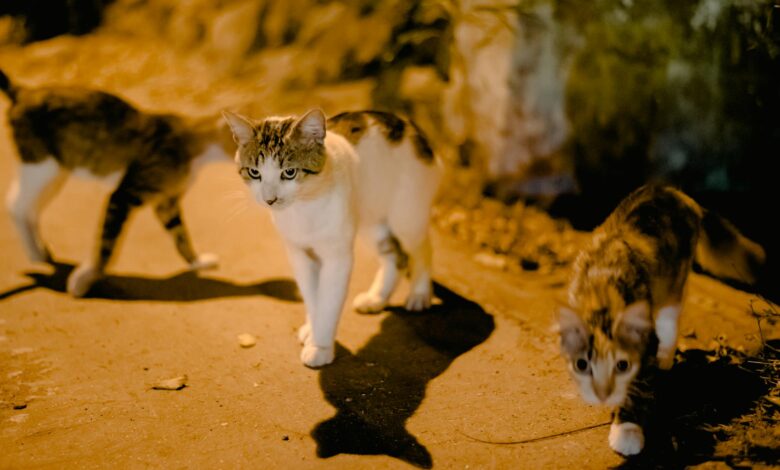Adorable dappled cats walking and casting shadow on sidewalk near concrete block on street at night time on blurred background