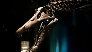 Close-up of a Tyrannosaurus Rex skull displayed in a dimly lit museum exhibit.