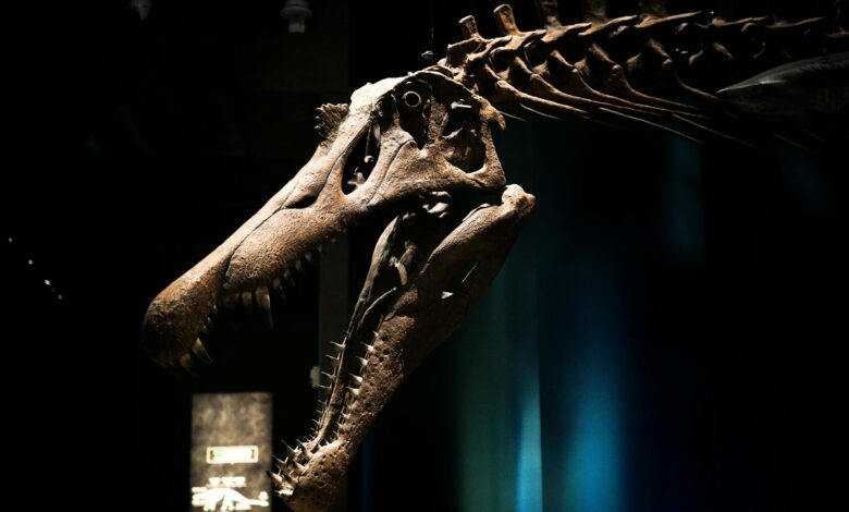 Close-up of a Tyrannosaurus Rex skull displayed in a dimly lit museum exhibit.