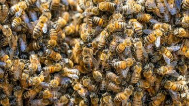 A detailed close-up of swarming honey bees within a hive, depicting colony life.