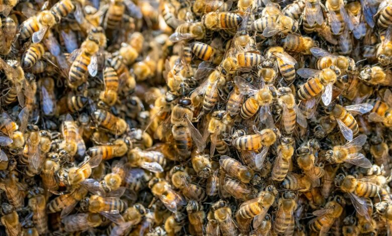 A detailed close-up of swarming honey bees within a hive, depicting colony life.