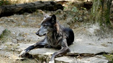Close-up of a wolfdog resting outdoors on a rocky surface during daytime.