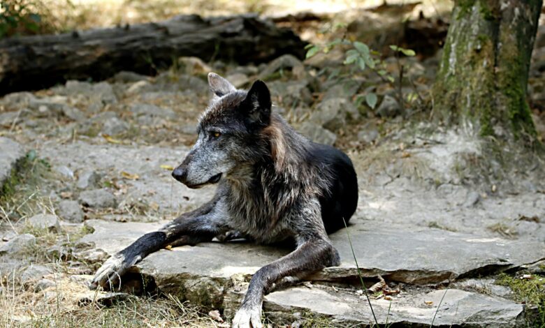Close-up of a wolfdog resting outdoors on a rocky surface during daytime.