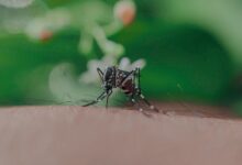 Closeup of spotted mosquito with thin legs and proboscis sucking blood on skin with hairs of faceless person