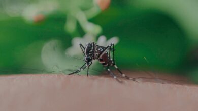 Closeup of spotted mosquito with thin legs and proboscis sucking blood on skin with hairs of faceless person