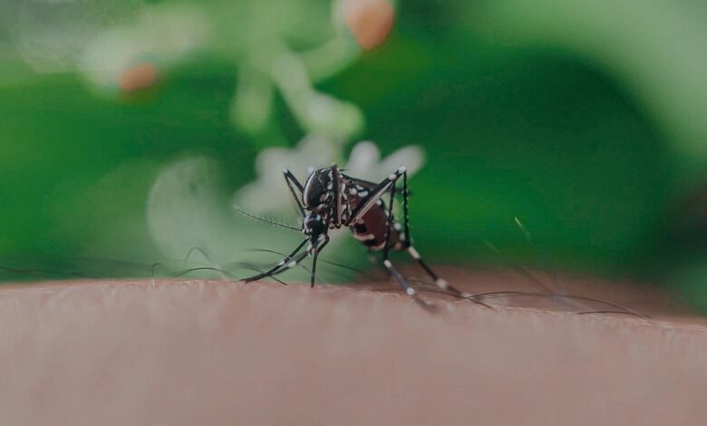 Closeup of spotted mosquito with thin legs and proboscis sucking blood on skin with hairs of faceless person