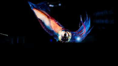 Stunning close-up of a vibrant squid glowing in dark ocean waters.