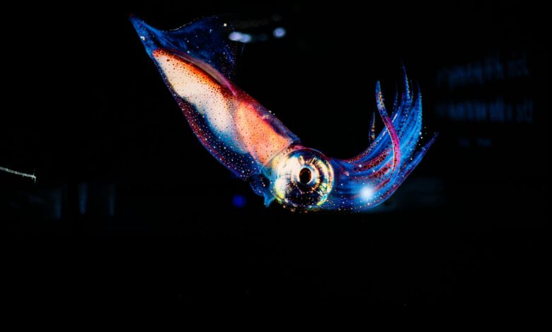 Stunning close-up of a vibrant squid glowing in dark ocean waters.