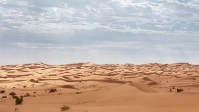 Expansive sand dunes stretch under a cloudy sky in the Algerian Sahara Desert.
