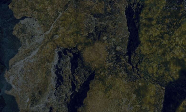Close-up view of a moss-covered rock surface showcasing detailed textures and natural patterns.