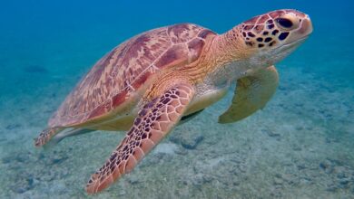 Close-up of a sea turtle gliding gracefully underwater, showcasing its intricate shell and natural habitat.
