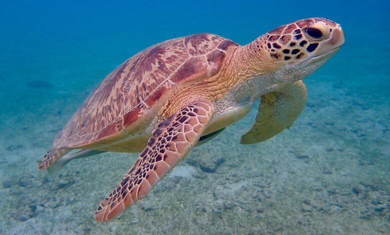 Close-up of a sea turtle gliding gracefully underwater, showcasing its intricate shell and natural habitat.
