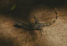 Close-up of a lizard basking in sunlight on a stone surface, showcasing vivid textures.