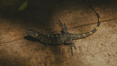 Close-up of a lizard basking in sunlight on a stone surface, showcasing vivid textures.