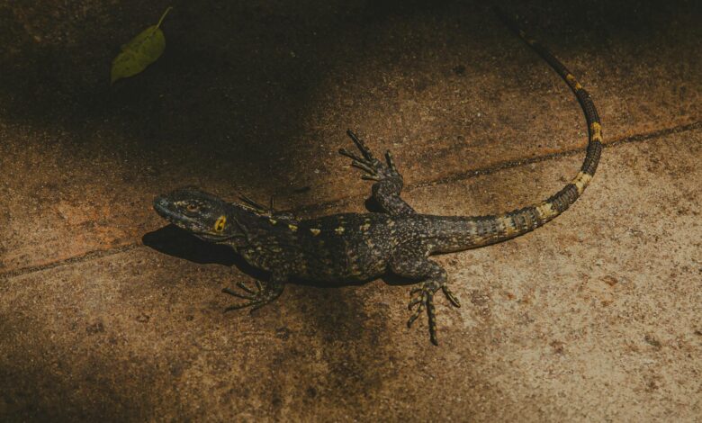 Close-up of a lizard basking in sunlight on a stone surface, showcasing vivid textures.