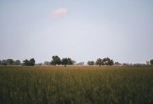 Serene landscape of a lush field with scattered trees under a bright blue sky, capturing nature's tranquility.