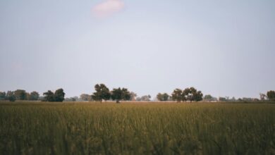 Serene landscape of a lush field with scattered trees under a bright blue sky, capturing nature's tranquility.