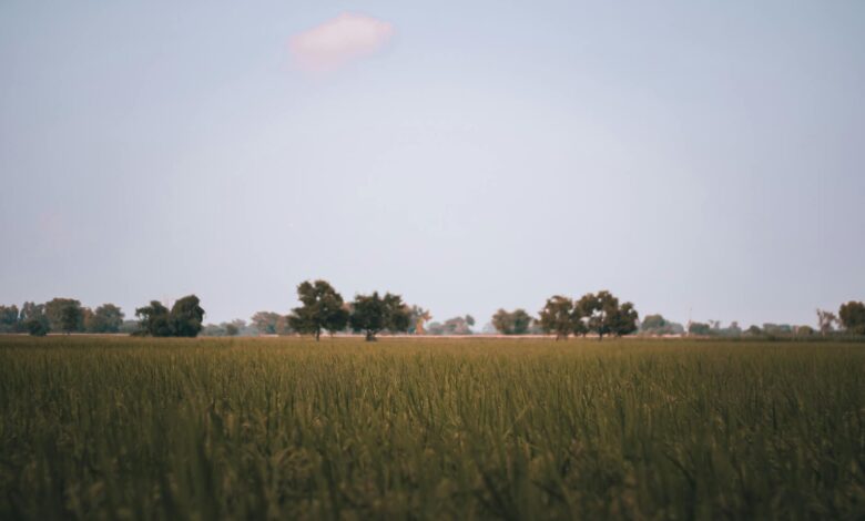 Serene landscape of a lush field with scattered trees under a bright blue sky, capturing nature's tranquility.