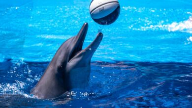 A playful dolphin interacts with a ball in a bright blue pool, showcasing aquatic grace and fun.