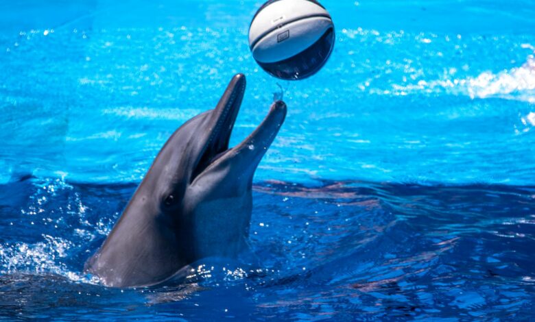 A playful dolphin interacts with a ball in a bright blue pool, showcasing aquatic grace and fun.