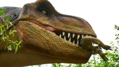 Detailed image of a Tyrannosaurus rex model in an outdoor setting, showcasing teeth and predator features.