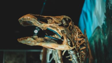 Close-up view of a dinosaur skeleton on display in a museum exhibition.