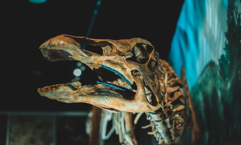 Close-up view of a dinosaur skeleton on display in a museum exhibition.