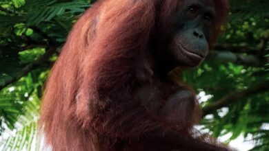 Portrait of an orangutan sitting on a tree branch in a lush green jungle.
