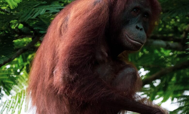 Portrait of an orangutan sitting on a tree branch in a lush green jungle.