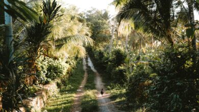 Scenic dirt road in lush tropical Pulukan, Bali, featuring a hen amidst palm trees.