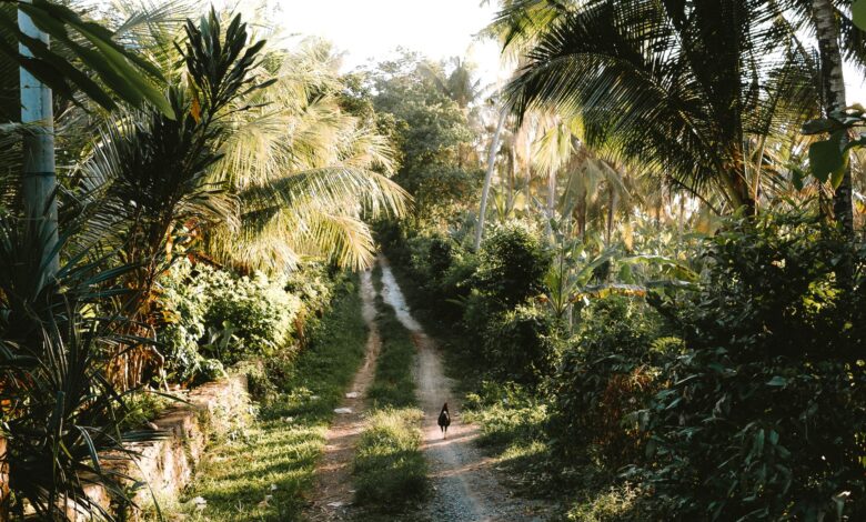 Scenic dirt road in lush tropical Pulukan, Bali, featuring a hen amidst palm trees.